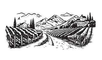 Wine plantations hand drawn, vector. vector