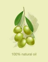 Realistic vector olive branch. 100 percent natural oil. Label, banner, etc