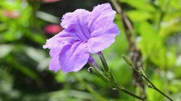 close up of a blooming purple Kencana flower video