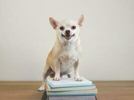 brown chihuahua dog standing with stack of books on wooden floor and white background. back to school. photo