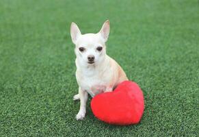 brown Chihuahua dogs sitting  with red heart shape pillow on green grass, smiling and looking at camera. Valentine's day concept. photo