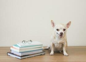 brown chihuahua dog sitting  with stack of books and eyeglasses on wooden table and white background. smiling and looking at camera. photo