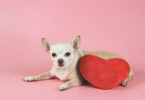 brown Chihuahua dog lying down  with red heart shape pillow on pink background, squinting  his eye .isolated.  Valentine's day concept. photo