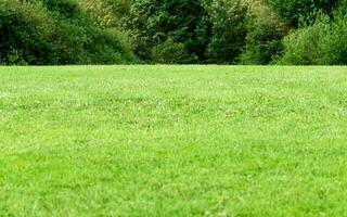 Green fields with forest trees in sunny day Summer,Fresh air Spring fields of meadow with sunlay on tree,Beauty beautiful natural landscape of grass land in environment public park photo