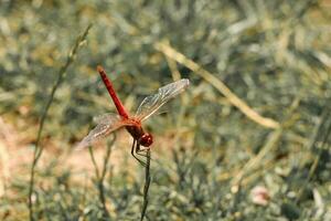 Red Dragonfly Sitting on dead tree Branch Selective Focus Macro Insect Photography photo