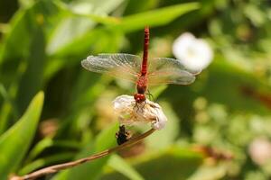 rojo libélula sentado en muerto árbol rama selectivo atención macro insecto fotografía foto