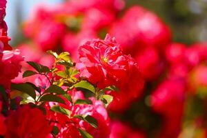 A lot of small pink roses on bush closeup in sunset garden. Pink roses bushes blooming photo