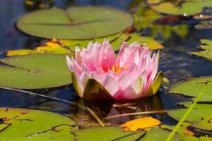 A scattering of pink lotus flowers on a pond surface, amidst other aquatic plants. photo