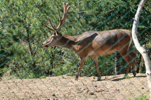 Longhorn deer walking in a nature park. Photo of deer roaming on a sunny day.