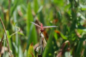 Red Dragonfly Sitting on dead tree Branch Selective Focus Macro Insect Photography photo