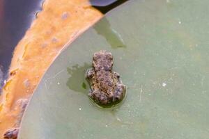 Frog on the Lotus Flower, green leaves photo