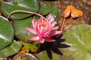 A scattering of pink lotus flowers on a pond surface, amidst other aquatic plants. photo