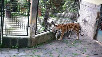 ein groß Tiger war Gehen im ein Käfig beim das Zoo während Öffnung seine Mund und kleben aus seine Zunge video