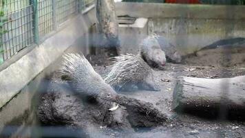 une groupe de hérissons à la recherche pour nourriture par reniflement leur nez dans des cages à le zoo video