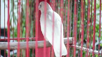 A Cookato ,Cacatuidae perched on a wooden branch then scratches its beak in a red cage video