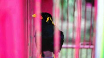uma comum Colina myna grácula religiosa é empoleirar-se dentro a jaula, borrado fundo. uma Preto pássaro video