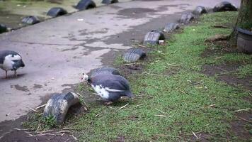 zwei Truthahn Küken oder Truthahn Hähnchen Nahrungssuche im das Park, dann Gehen auf das Asphalt Straße video