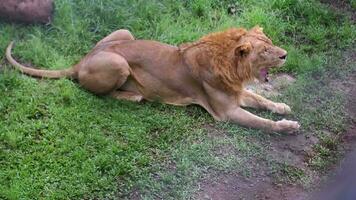 dois leões dentro a cela , 1 leão Sentou baixa então aberto dele boca e preso Fora dele língua e 1 leão caminhou acima para a de outros leão video