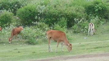 un grupo de vacas comiendo en el pasto verde, paisajes verdes, campos verdes, vacas pastando video