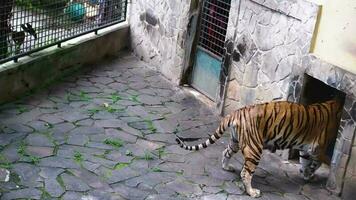 un' grande tigre era a piedi nel un' gabbia a il zoo mentre apertura il suo bocca e attaccare su il suo lingua video