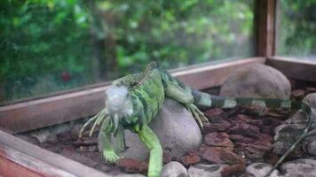 vert iguane rampant sur rochers et bois frites dans une verre cage video