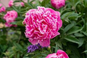 Pink peony flowers blooming on a background of pink peonies. The garden of peonies. photo