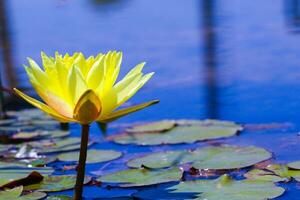 Green lotus live in blue clean lake.Yellow lotus flowers in Turkey.- Ankara photo