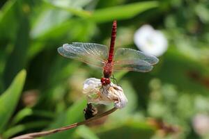 Red Dragonfly Sitting on dead tree Branch Selective Focus Macro Insect Photography photo