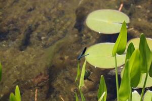 Blue Dragonfly Sitting on dead tree Branch Selective Focus Macro Insect Photography photo