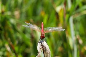 Red Dragonfly Sitting on dead tree Branch Selective Focus Macro Insect Photography photo