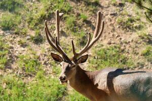 Longhorn deer walking in a nature park. Photo of deer roaming on a sunny day.