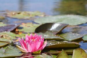 un dispersión de rosado loto flores en un estanque superficie, en medio de otro acuático plantas. foto