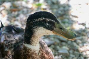 Goose standing on grass High quality photo