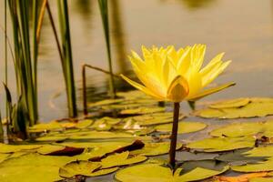 Green lotus live in blue clean lake.Yellow lotus flowers in Turkey.- Ankara photo