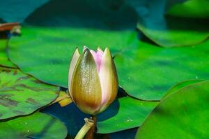 The lotus flower growing in the lake.Nymphaea.Nymphaea is a genus of hardy and tender aquatic plants in the family Nymphaeaceae. photo