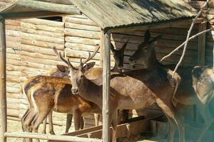 Longhorn deer walking in a nature park. Photo of deer roaming on a sunny day.