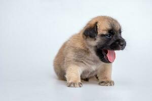 linda recién nacido de perrito perro aislado en blanco fondo, lleno cuerpo en pie de pequeño marrón perro foto
