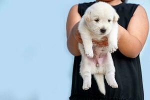 Girl in black shirt holding white puppy, child playing with dog, child hugging puppy, Pets photo