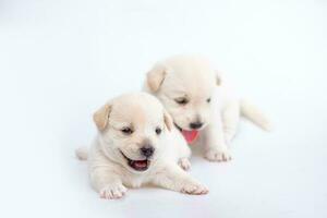 linda recién nacido de perrito perro aislado en blanco fondo, grupo de pequeño perrito blanco perro foto