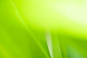 vista de la naturaleza de la hoja verde sobre fondo verde borroso en el jardín con espacio de copia usando como fondo el paisaje de plantas verdes naturales, ecología, papel pintado fresco foto