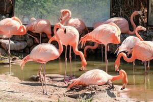 rebaño de rosado flamencos caminando por el río en el zoo. foto