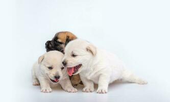 linda recién nacido de perrito perro aislado en blanco fondo, grupo de pequeño perrito blanco y marrón perro foto