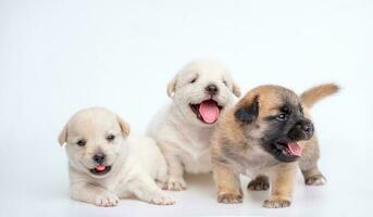 Cute newborn of puppy dog isolated on white background, Group of small puppy white and brown dog photo