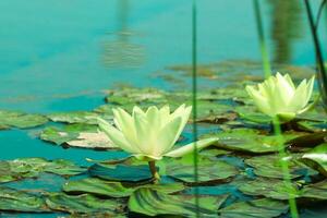 Green lotus live in blue clean lake.Yellow lotus flowers in Turkey.- Ankara photo