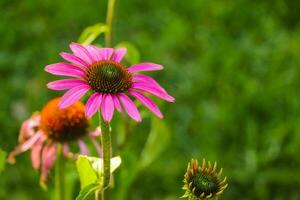 Multicolored cosmos flowers in meadow in spring summer nature against blue sky. Selective soft focus. photo