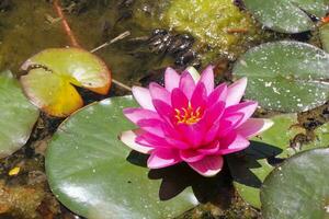 A scattering of pink lotus flowers on a pond surface, amidst other aquatic plants. photo