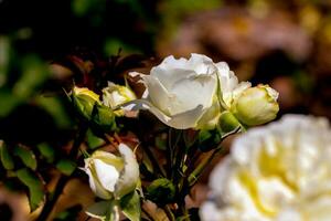 Ranunculus white flowers close-up blurred background White rose photograph photo