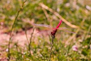 rojo libélula sentado en muerto árbol rama selectivo atención macro insecto fotografía foto