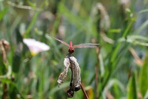 Red Dragonfly Sitting on dead tree Branch Selective Focus Macro Insect Photography photo