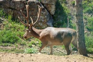 Longhorn deer walking in a nature park. Photo of deer roaming on a sunny day.